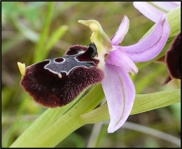 Ophrys apulicaXOphrys bertolonii